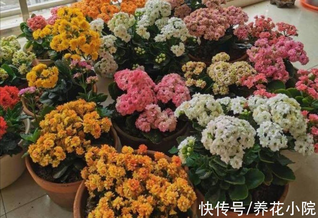 秋末养长寿花，有“3怕2喜”，做好了花苞长更多