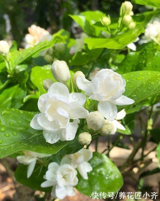 叶片|5种漂亮花四季开花，晒得越狠，长得越好，开花越多，缺光难养好