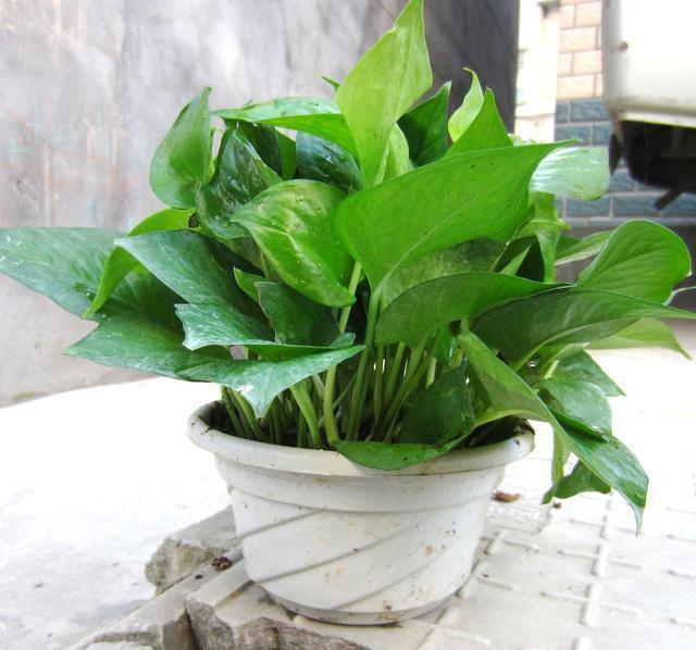 顺序|养绿萝,按照顺序“4步走”,做对了30天爆盆,从不黄叶