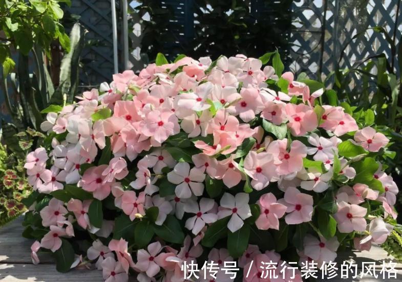 阳台只养3种花，开花久花量大，秋天掐个枝扦插，一盆轻松变多盆