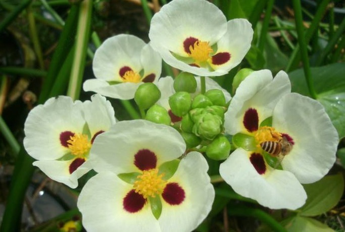 野菜|农村一种野菜,农民经常看到长在小水沟旁,不仅可以吃还是一种药