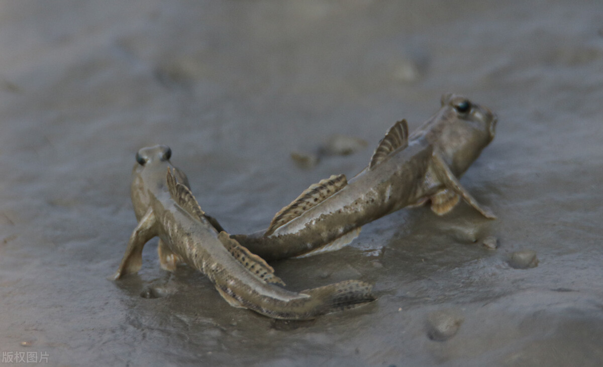 崇明|6个月310万,上海崇明一男子挣快钱,结果钱没花成自己还搭进去了