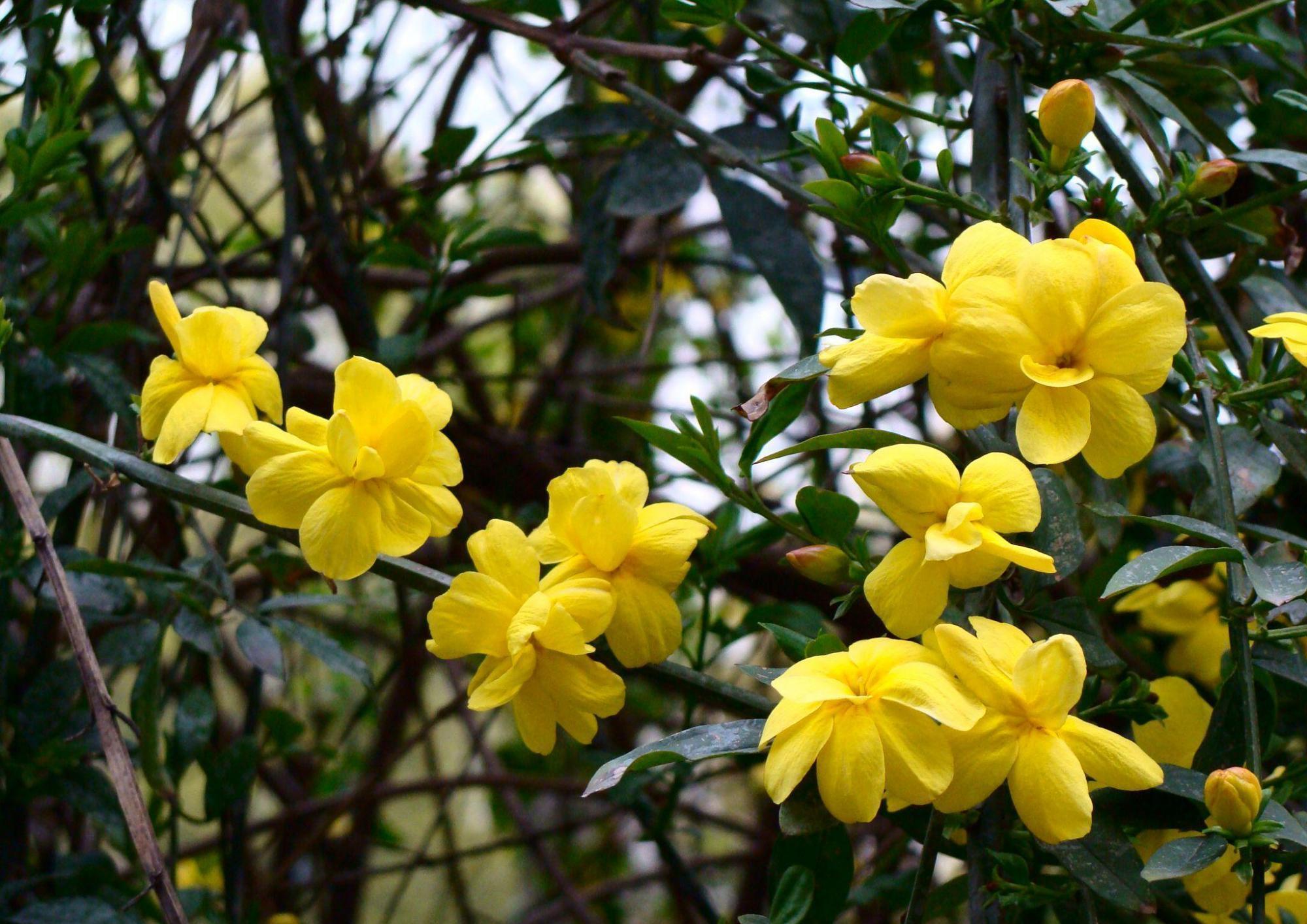 迎春花什么时候换盆合适?3个换盆知识点,换盆过程需要注意