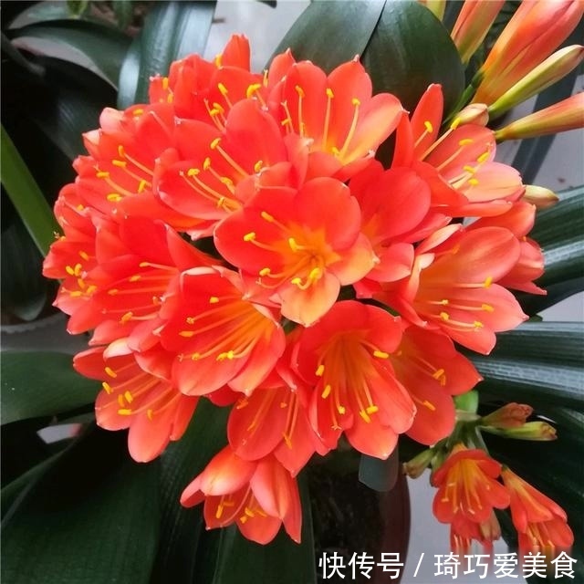 君子兰肥足长得壮,4种“肥水”轮着浇,10枝花箭一起蹿出来