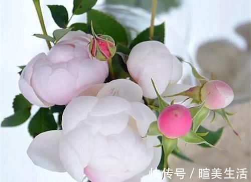 几个萌萌哒月季品种,看一眼就心情大好,简直可爱到爆!