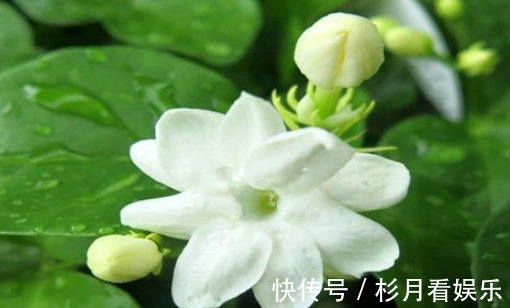 增强免疫力|中年人不妨常吃的食物,养肝排毒,润肤养颜,肌肤更细嫩