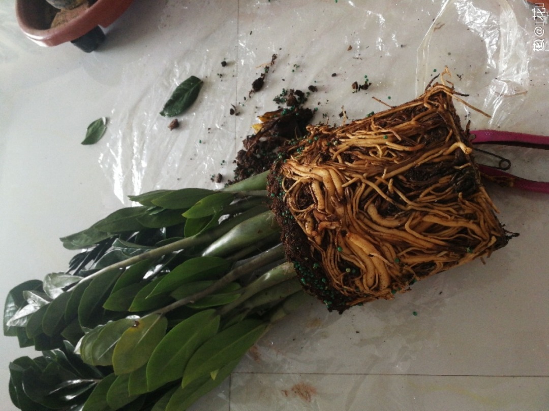 枯萎|9种花是富贵命,必须大盆养,小盆养会憋死