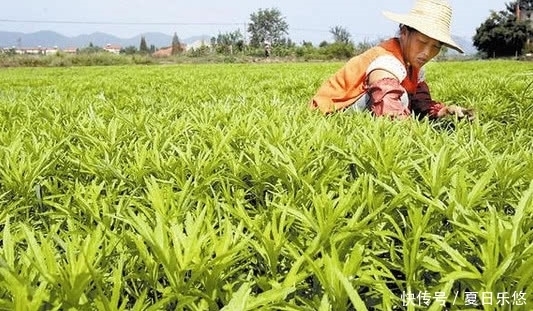  中年|这野菜人称“瘦人草”，殊不知营养价值高，可治便秘，你吃过没