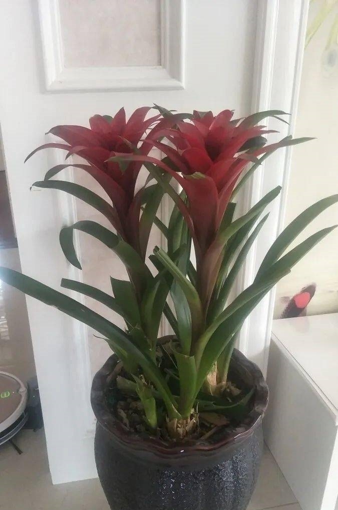 客厅花草别乱养,过年摆上这6种,添喜又添吉