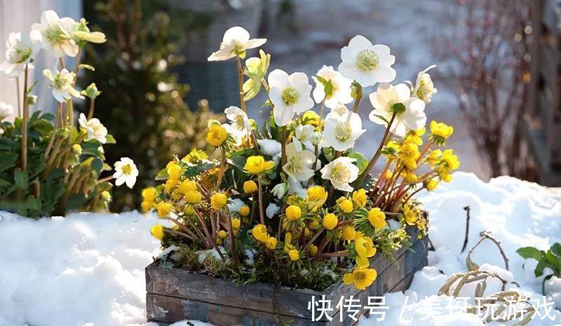 8种耐寒的花,漂亮又好养,低温也开花,又美又仙开花200天