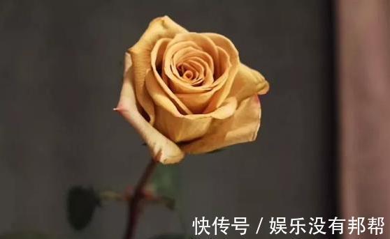 你粉|比较受欢迎的10款进口玫瑰花,一直都供不应求,你粉了吗?