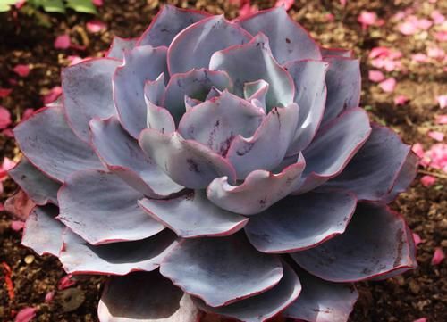 养多肉，不想天热剩空盆，春天就别栽这几款