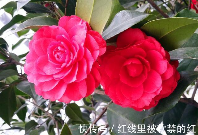 秋天养茶花，紧抓4个要点，花苞长满枝头，冬天轻松开爆盆