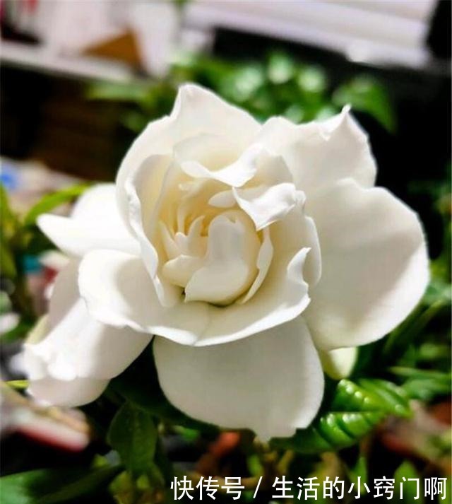 用3招“爆花术”叫醒栀子花,变身疯狂开花机器,花儿挂满枝!