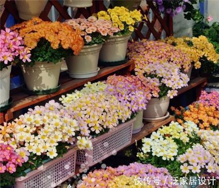 阳台养花选它,花期超半年,花朵艳丽,一次能养上百盆!