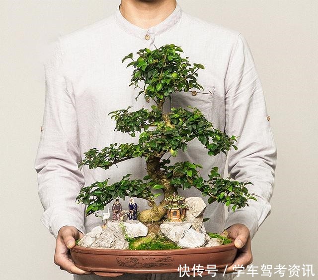 7种花，就得小盆养，盆越小水越少，长得更快！