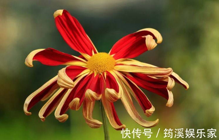 帅旗|喜欢菊花，不如养盆“五大名菊之首”，花似“军帅旗帜”！霸气