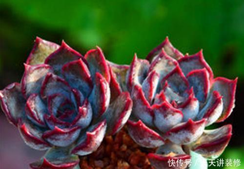 多肉美极|“混血”多肉美极了，皮实颜值高，养护更简单，养几棵真过瘾