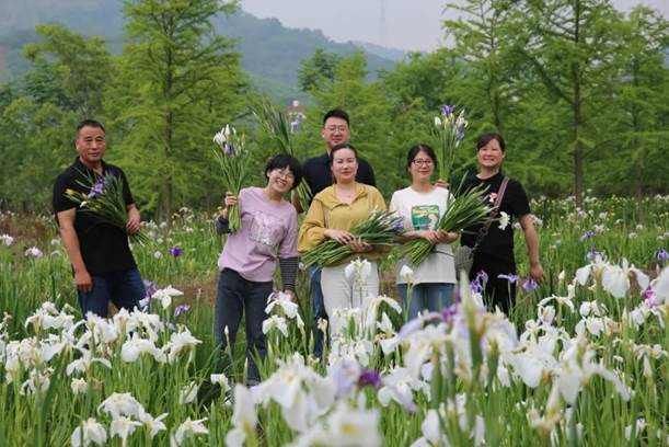 赏花季|余杭有片超美的鸢尾花海 6月初是最佳赏花季