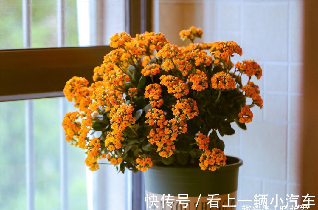 养花要舍得剪!入冬前,5种花剪一剪,有利于过冬和开花