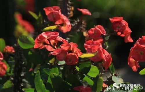 3种花儿“死不了”,花期特别长,一开几个月,是盆栽佳品!