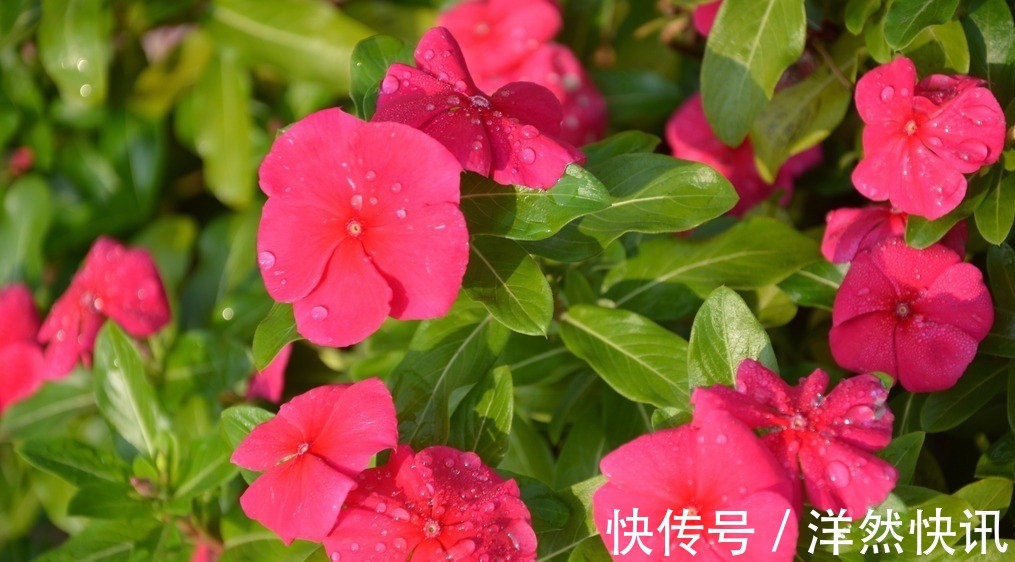 此花所寓意的是最快乐的回忆,花色鲜艳但却显得优雅