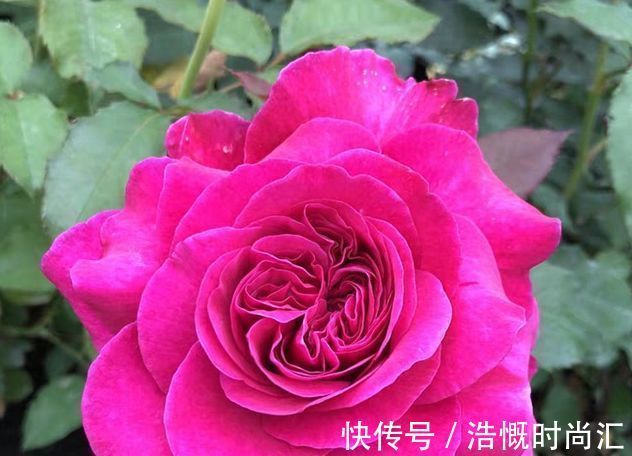 昼温|喜欢玫瑰,就养盆珍稀品种“女人香气”,丰腴婀娜,娇嫩柔和!