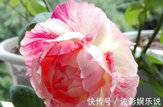抗病性|喜欢菊花，不如养盆“精品玫瑰”美咲,开花爆盆很简单，花还美丽
