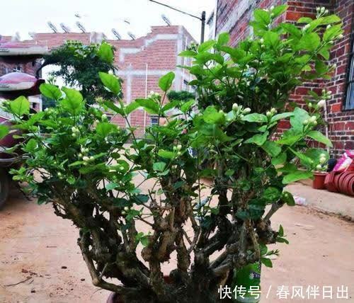 养了3年的茉莉花变老桩,长成“巨无霸”,清香宜人大半年!