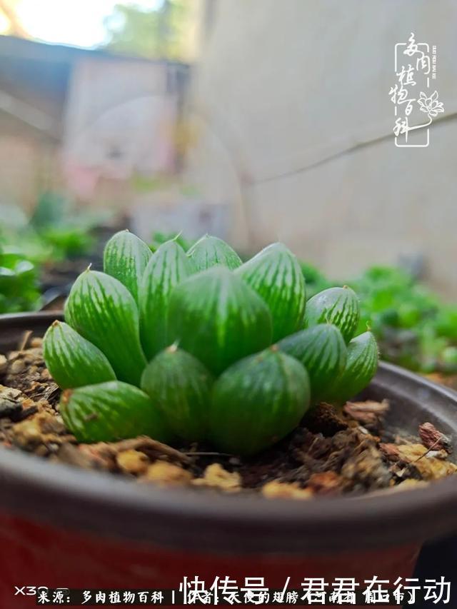 唯有植物,我的人生才不孤独!