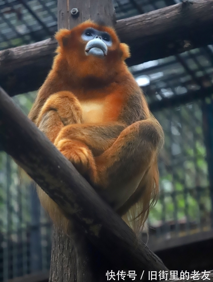 【神奇动物在中国第二季·第2讲】颜值最高的猴子