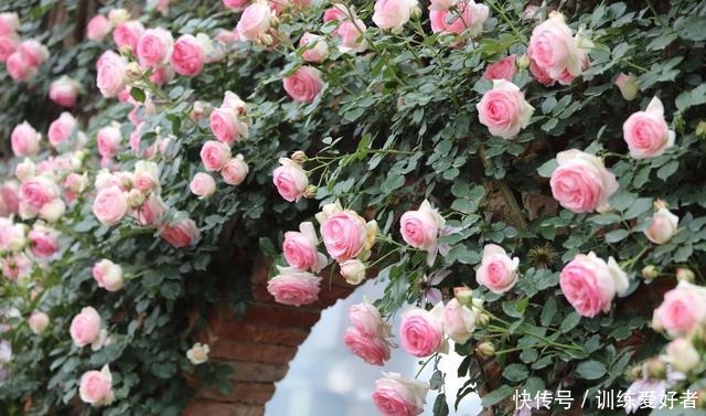 院子里种了13棵藤本月季,各有优缺点,到底哪种好!