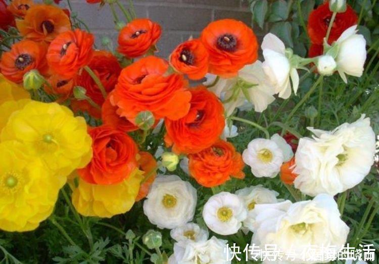 家里要养4种花，开花吉祥又喜庆，一开就300多天！