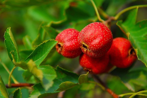 毒素|不想子宫“脏脏的”平时多吃4种食物，排出毒素，子宫光滑健康