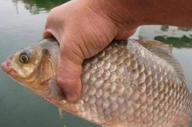 鲫鱼|用了这鲫鱼钓法,老钓手都要甘拜下风,太强了!