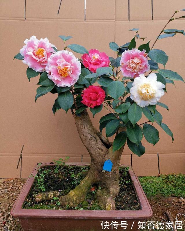 秋天养茶花,避开四怕,不黄叶不掉苞,年年开花