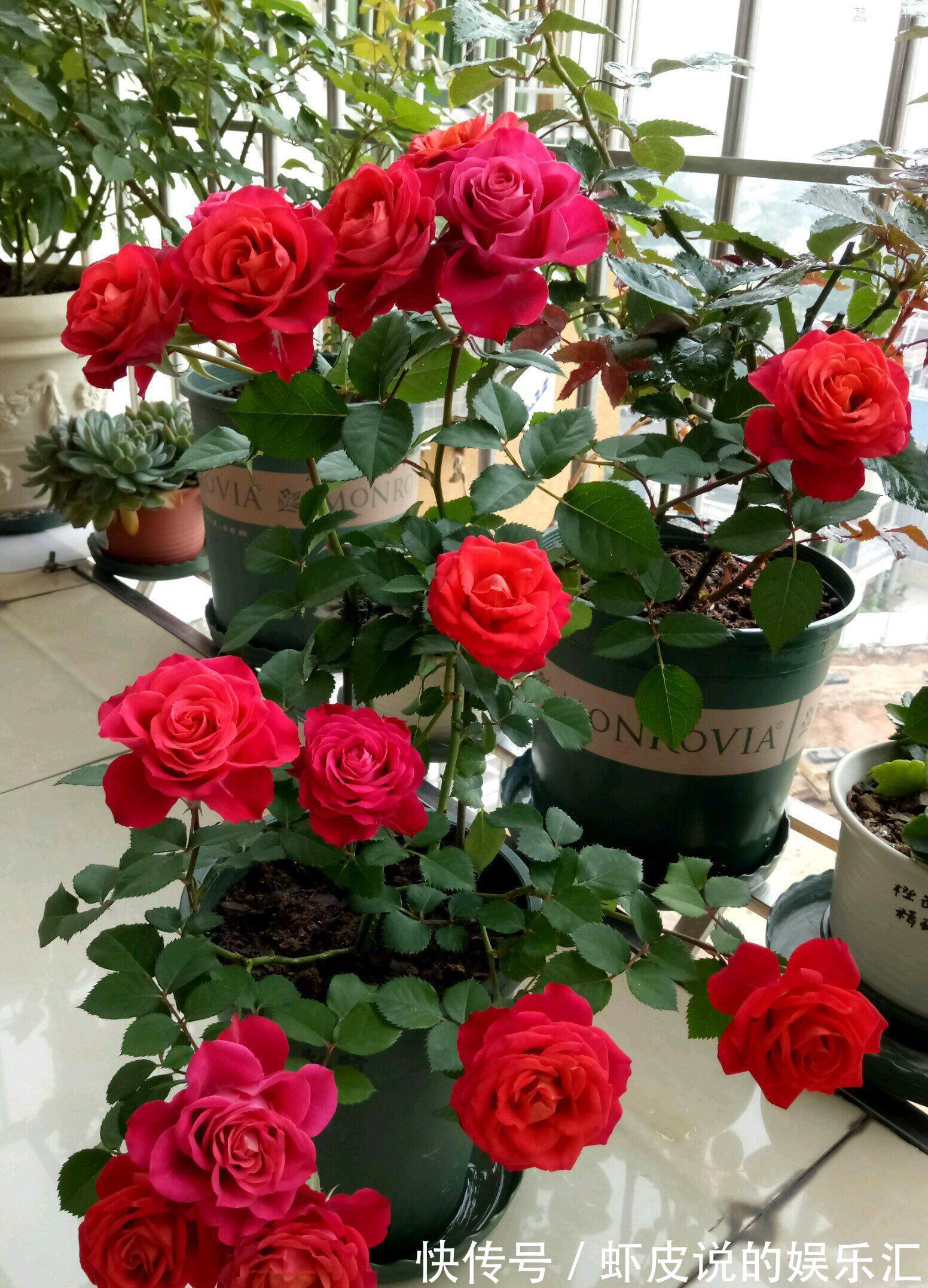 冬天花市“猫腻”多,5种“激素花”,多好看也别买,白白浪费钱