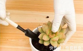 盆里扔2样东西,养花10年不烂根,叶子油光瓦亮,花苞挂满枝头