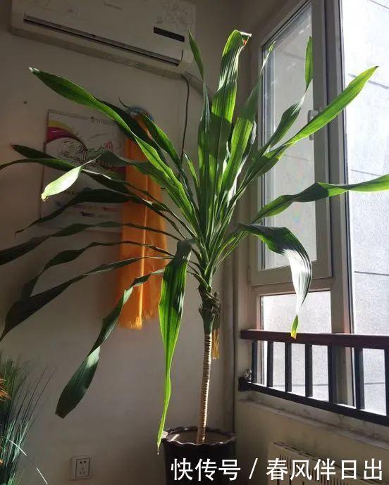 超级耐旱花,整个冬天不浇水,还能胖一圈!