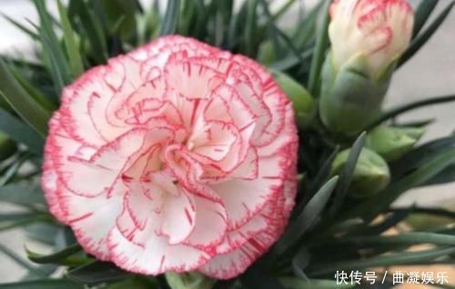 阳台适合养3种花,人养花,花也养人,解毒败火,家家必备!