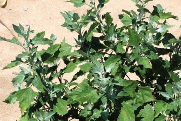 钙片|不花钱也能补钙!农村人的天然钙片,不仅补钙,还有许多好处