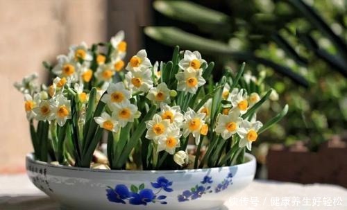 生活里常见的3种垃圾,却是养花的顶级原料,你疏忽它们了吗!