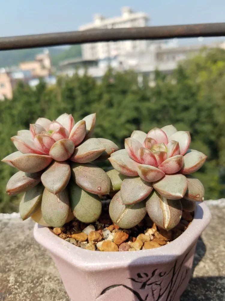 养肉三年，分享养肉经验，谈谈适合逆开挂区的多肉！