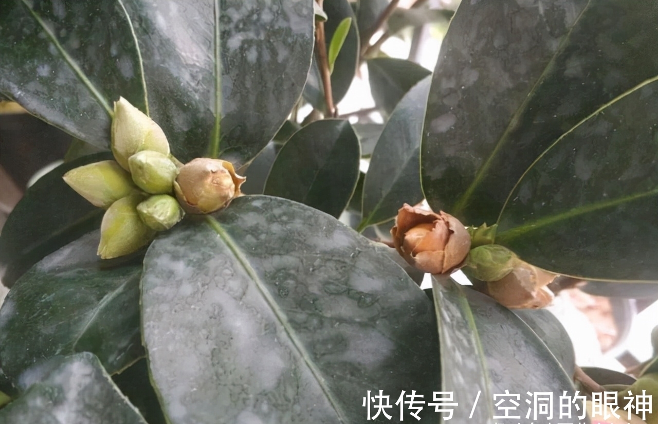 沾水就会黄叶、烂花苞的8种花,空气再干也别“喷水”