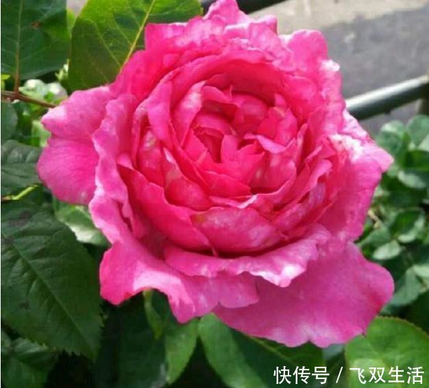 爆盆|四种花常年开花易爆盆,花朵大花期长,比牡丹还美,年年开花美翻