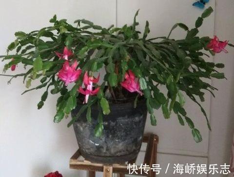 浇水|蟹爪兰叶片瘦，不精神给它“加加餐”，疯长新叶，开花爆盆