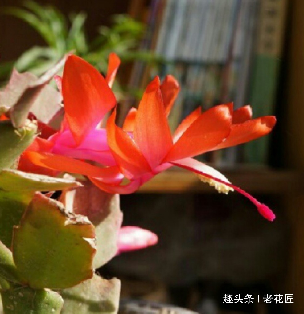 “它”可别扔了,盆里“埋1块”,花多叶绿,是养花的宝贝