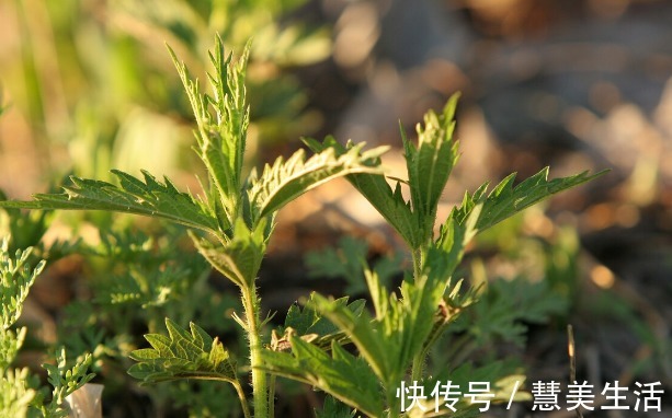小根|65种野菜图片，带你认识不同的野菜和吃法，你想要的野菜这里都有