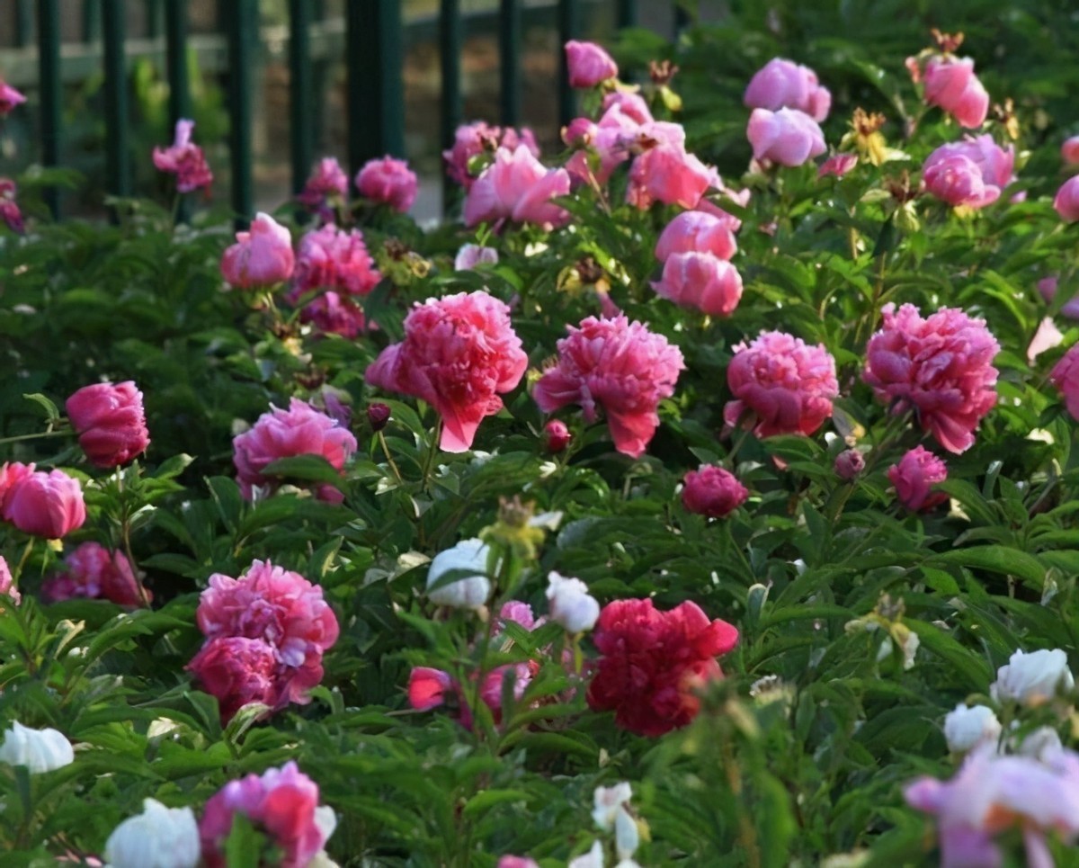 盆栽|3款值得盆栽的“长期花”,年年开花200多天,花朵个大色泽艳丽