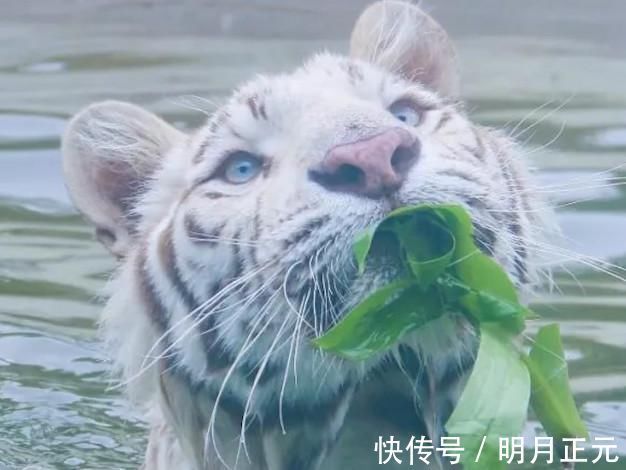 |因妇女节动物园母老虎放假一天:你是不是觉得挺幽默?